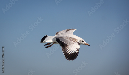 A flying Seagull over the sea