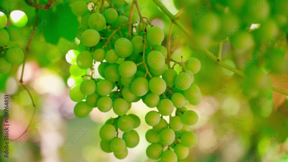 Green grape berries grow in a vineyard close-up, on a blurred background. Smooth camera movement Green grape berries grow in a vineyard close-up, on a blurred background. Smooth camera movement