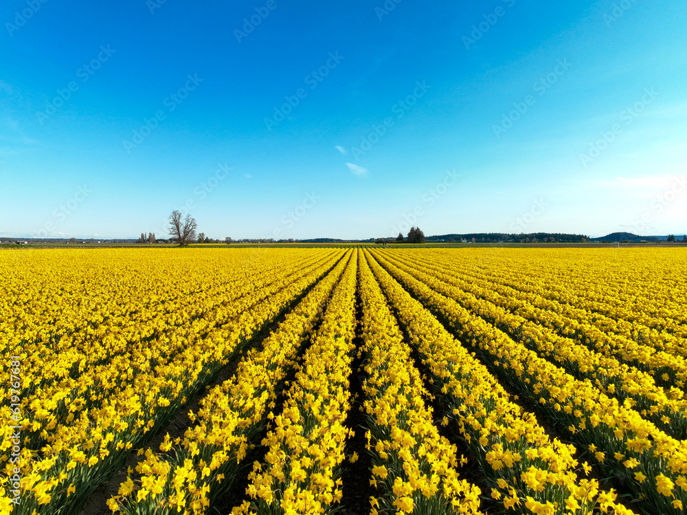 Drone photo of a flower field Drone photo of a flower field