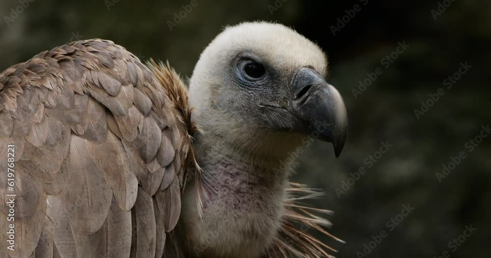 Portrait of a Griffon vulture, the french Pyrenees, France. Portrait of a Griffon vulture, the french Pyrenees, France.