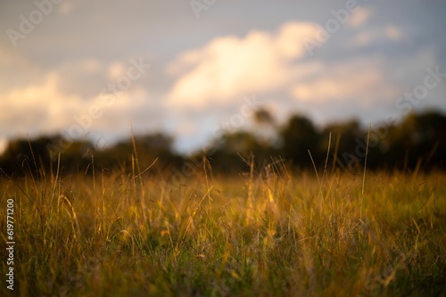 long native grasses on a regenerative agricultural farm. pasture in a grassland in the bush in australia in spring