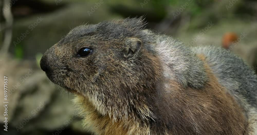 Marmots,(mus marmota), Argeles Gazost, Hautes Pyrenees, France Marmots,(mus marmota), Argeles Gazost, Hautes Pyrenees, France