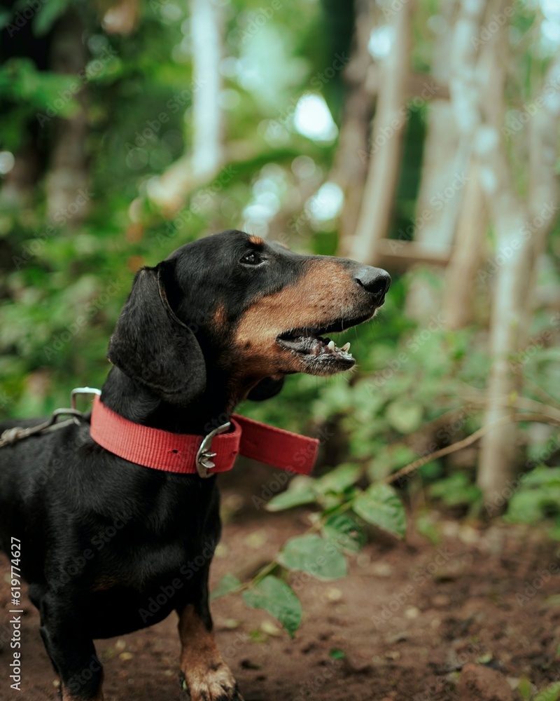 portrait of a dog