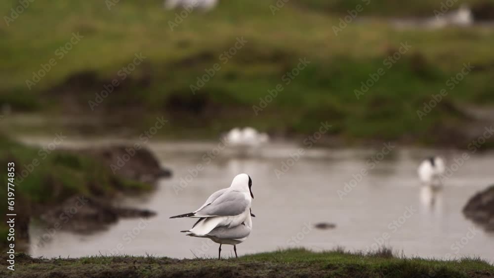 Mating black-headed gull (Chroicocephalus ridibundus) in a meadow - slow motion Mating black-headed gull (Chroicocephalus ridibundus) in a meadow - slow motion
