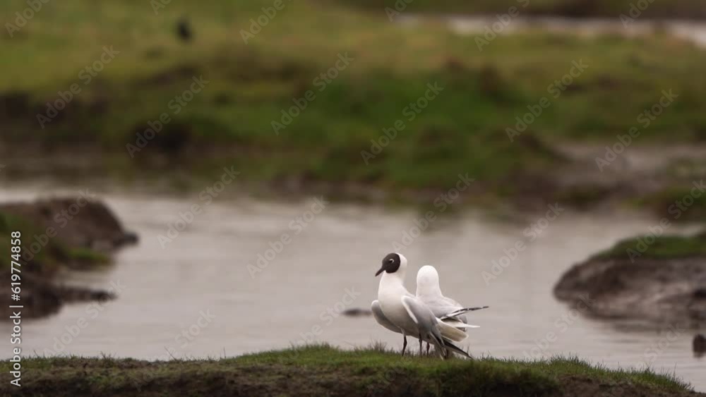 Mating black-headed gull (Chroicocephalus ridibundus) in a meadow - slow motion Mating black-headed gull (Chroicocephalus ridibundus) in a meadow - slow motion