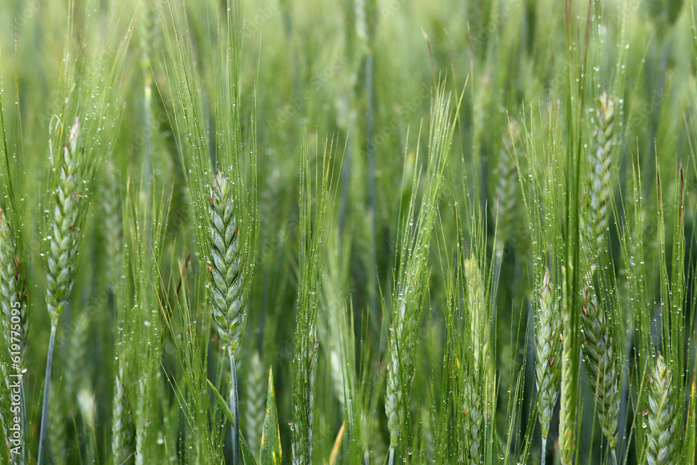 ears of wheat in rain drops closeup ears of wheat in rain drops closeup