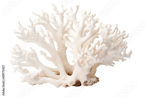 Finger coral on transparent background (PNG)., generative artificial intelligence
