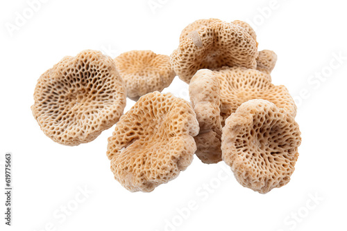 Finger Coral on transparent background (PNG)., generative artificial intelligence 