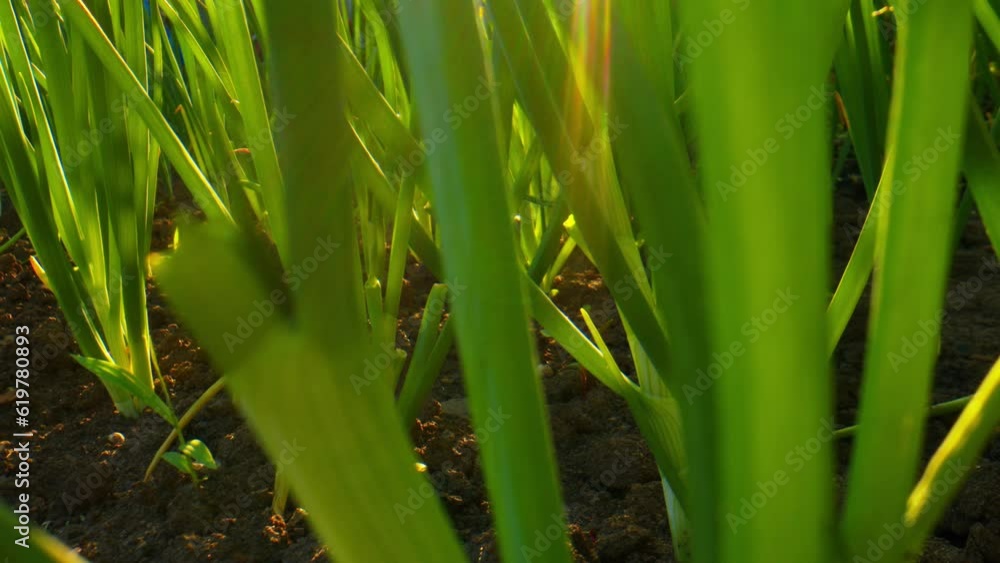 Onions growing in the vegetable garden at sunset. Close-up of green onions. Onions growing in the vegetable garden at sunset. Close-up of green onions.