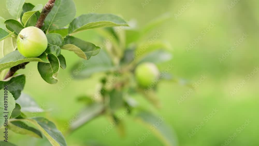 Dolly, unripe green apple fruits on tree branches, seasonal agriculture Dolly, unripe green apple fruits on tree branches, seasonal agriculture