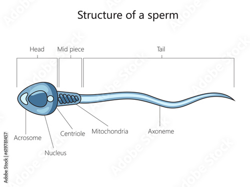 Spermatozoon male cell structure diagram schematic vector illustration. Medical science educational illustration