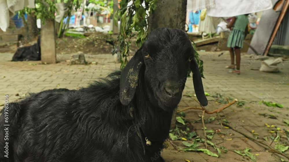 Closeup of the face of a black goat resting,with its eyes looking at the camera Closeup of the face of a black goat resting,with its eyes looking at the camera