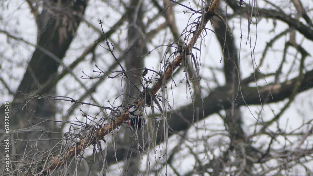 Male of Great spotted woodpecker, Dendrocopos major on branch old dry spruce tree in on cold day - real time. Bird with red spot on nape of neck. Topics: ornithology, nature, fauna, winter season. Male of Great spotted woodpecker, Dendrocopos major on branch old dry spruce tree in on cold day - real time. Bird with red spot on nape of neck. Topics: ornithology, nature, fauna, winter season.