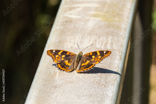 Kleiner Schillerfalter (Apatura ilia) photo