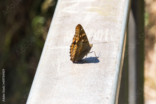 Kleiner Schillerfalter (Apatura ilia) photo