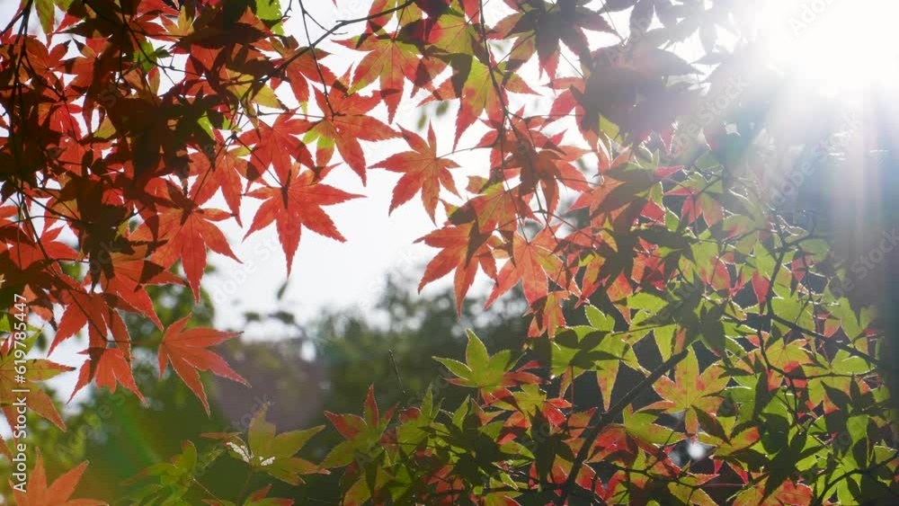 赤く色付いた紅葉の隙間から太陽が覗いている4K固定動画