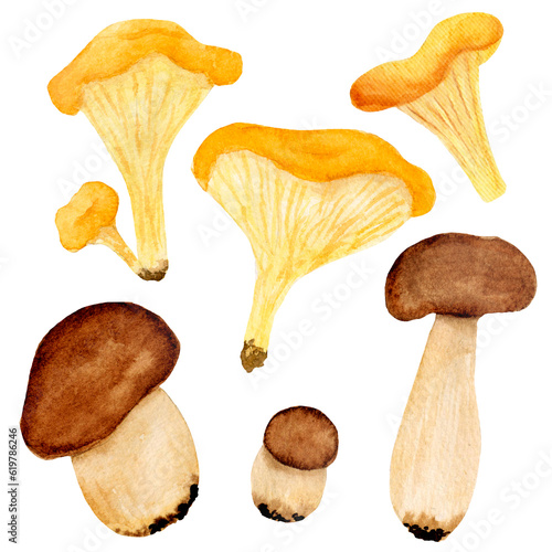 Watercolor collection, various chanterelle and porcino isolated on a white background. For various products, cards etc.