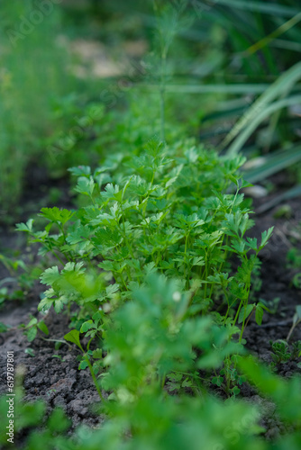 Flat parsley growing in rows in the garden bed
