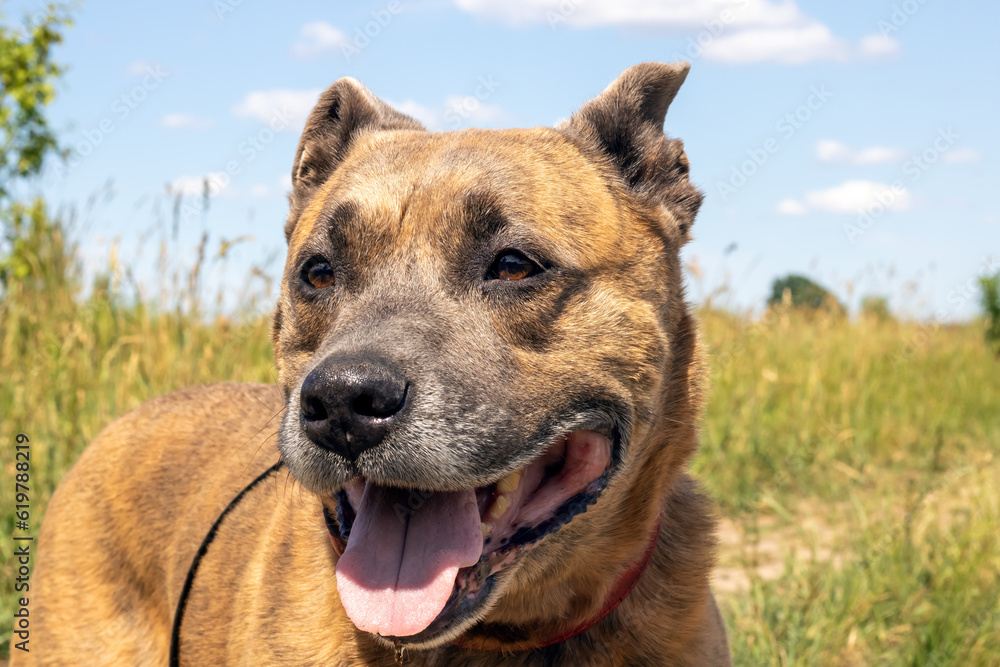 Staffordshire Terrier in the field, closeup portrait Staffordshire Terrier in the field, closeup portrait