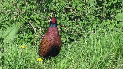 Wallpaper Mural male pheasant sitting on the grassland and looking Torontodigital.ca