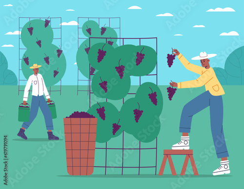 Grape harvest process. Cartoon winegrowers harvesting black grape. Farmers with baskets. Men carrying buckets with berry. People picking fruits from vines. Vector winemaking concept