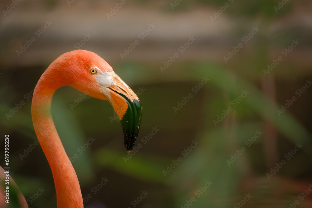 Fototapeta premium American flamingo (Phoenicopterus ruber) staring at viewer in sun drenched close up view