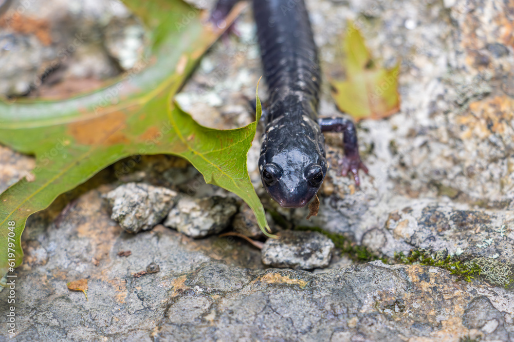 Black Salamander on the stone. Black Salamander on the stone.