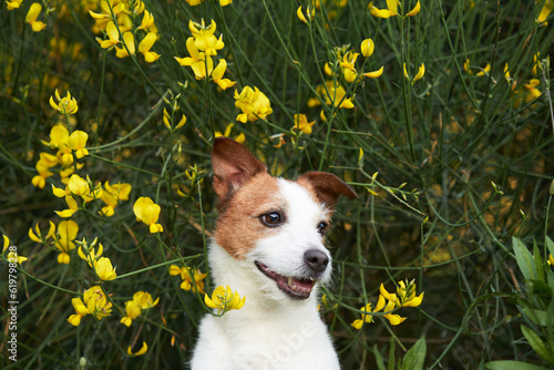 dog in wildflowers, close-up. Summer mood. Funny and Cheerful jack russell terrier in flowers