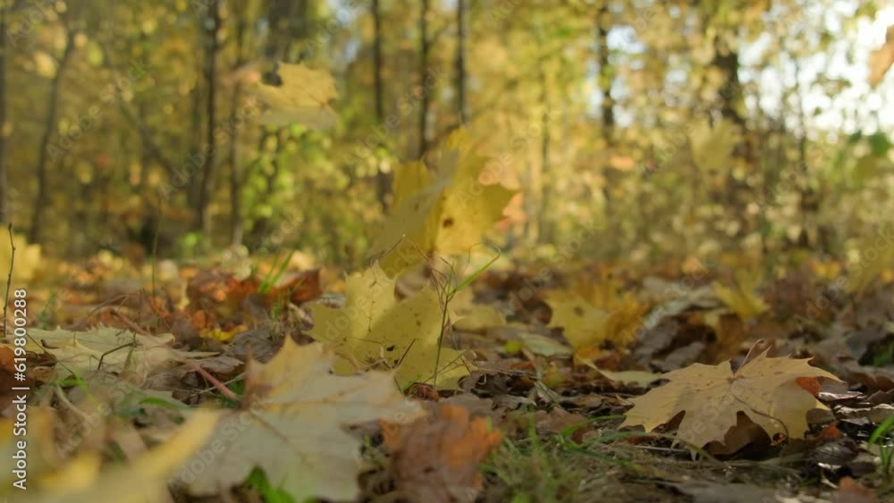 Autumn leaf fall in park. Falling leaves from trees on path in forest slow motion. Autumn leaf fall in park. Falling leaves from trees on path in forest slow motion.
