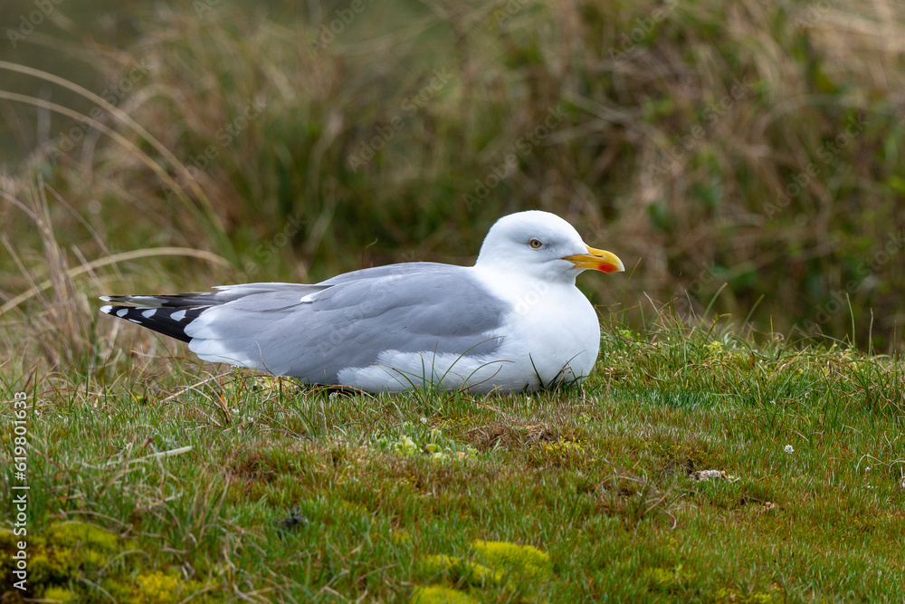 Goéland argenté, .Larus argentatus, European Herring Gull Goéland argenté, .Larus argentatus, European Herring Gull