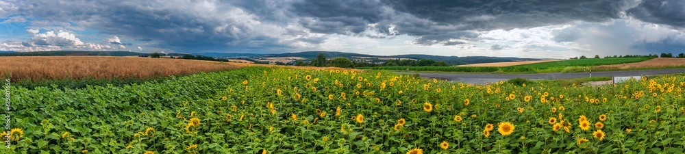 Bird's-eye view of a sunflower field near Idstein-Germany in the Taunus mountains shortly before a thunderstorm
