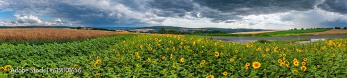 Bird's-eye view of a sunflower field near Idstein-Germany in the Taunus mountains shortly before a thunderstorm © fotografci