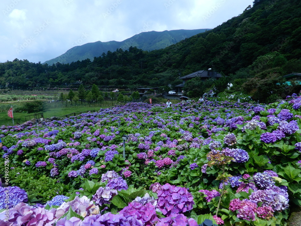 山に囲まれたあじさい園