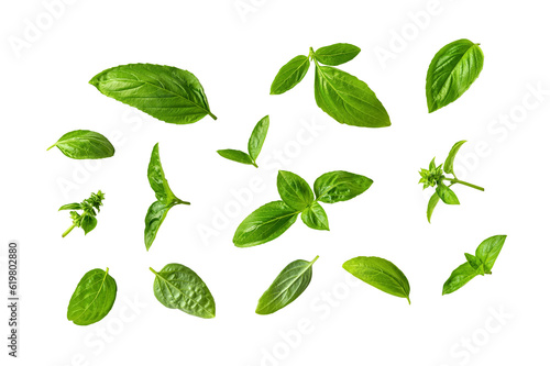 Photographie Set of fresh basil leaves isolated on a white background