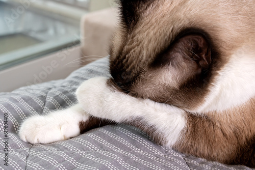 The cat hides its muzzle in its paws