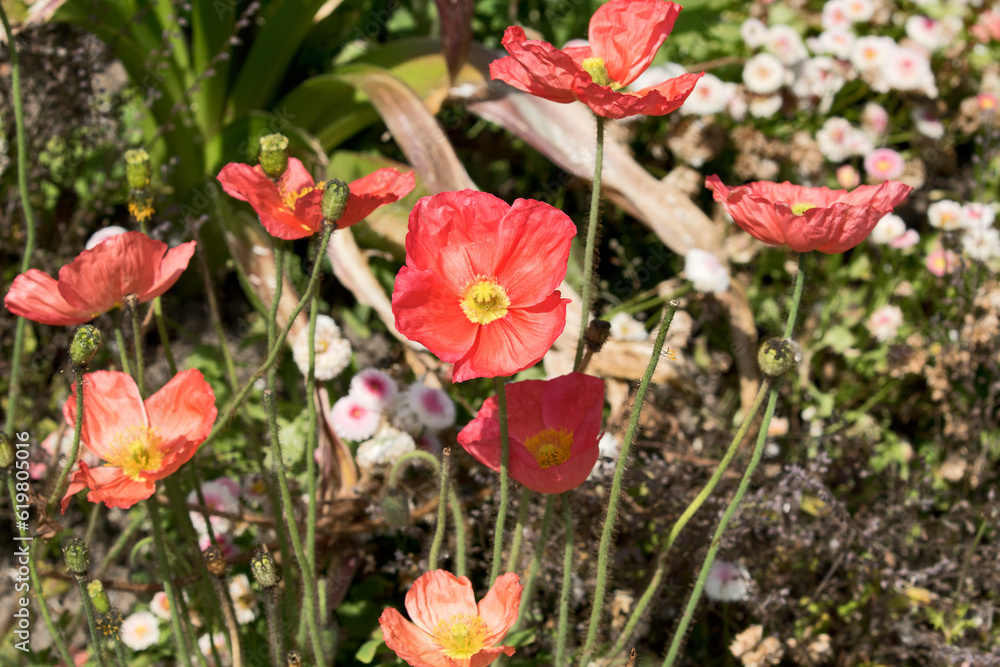 Mainau Island, Germany: flowering perennials. Blossom splendour in the botanical garden on the island on Lake Constance.