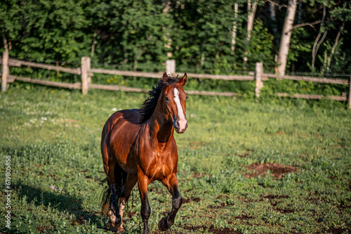 Young clydesdale stallion running in summer pasture photo