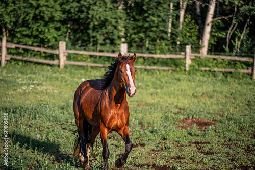 Photography Young clydesdale stallion running in summer pasture
