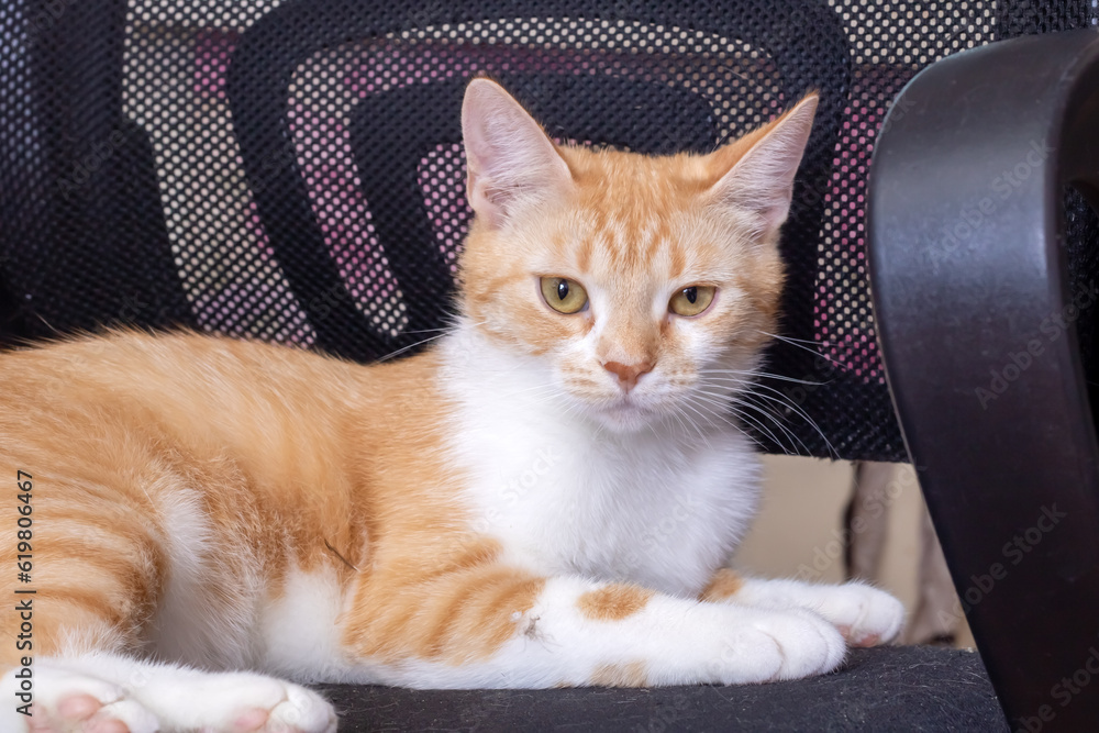 Fototapeta Ginger cat lying on a computer chair
