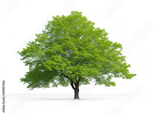 Nature s Beauty in Focus  Isolated Tree on White Background. 