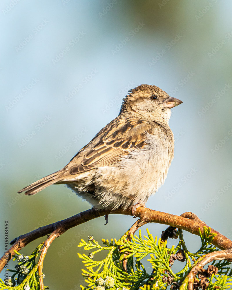 sparrow on a branch sparrow on a branch