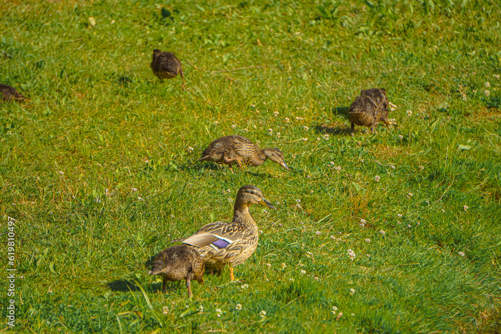 Mallard female with little ducklings in a living nature on the river on a sunny day. Breeding season in wild ducks. Mallard duck with a brood in a colorful spring place. Little ducklings with mom duck Mallard female with little ducklings in a living nature on the river on a sunny day. Breeding season in wild ducks. Mallard duck with a brood in a colorful spring place. Little ducklings with mom duck