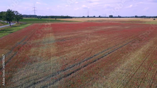 red poppyfield country, summer meadow. Dramatic aerial top view flight drone photo