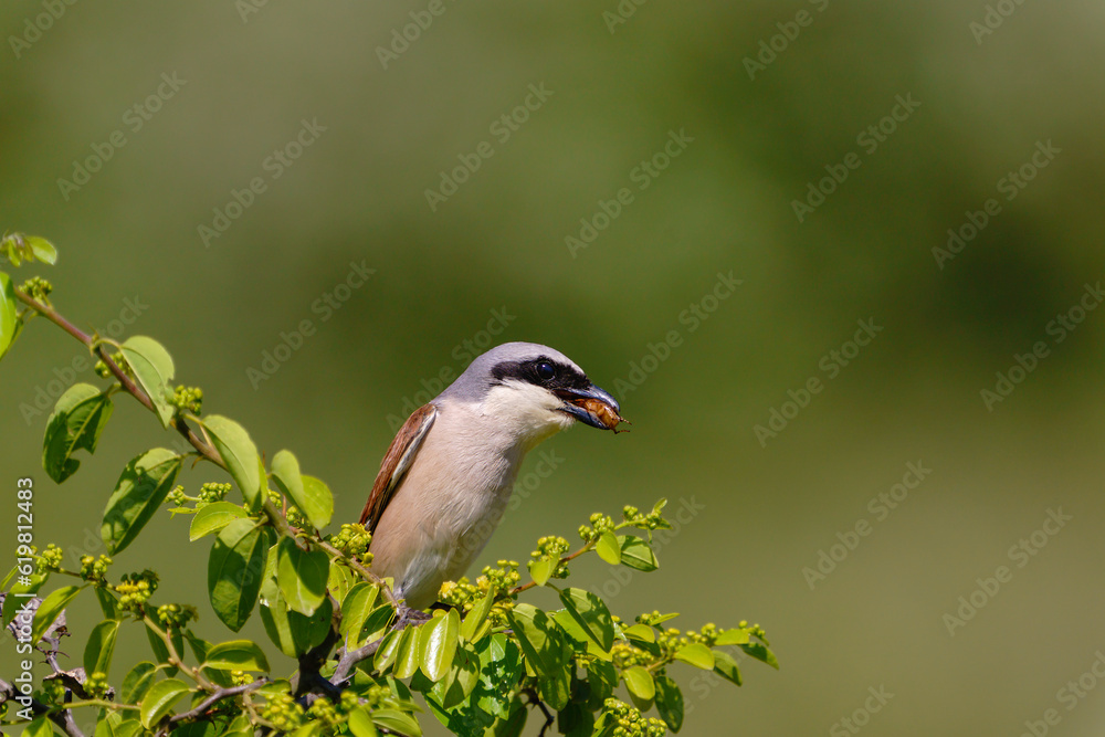 custom made wallpaper toronto digitalFemale Red-backed Shrike (Lanius collurio) with a bug in its mouth perched on a tree