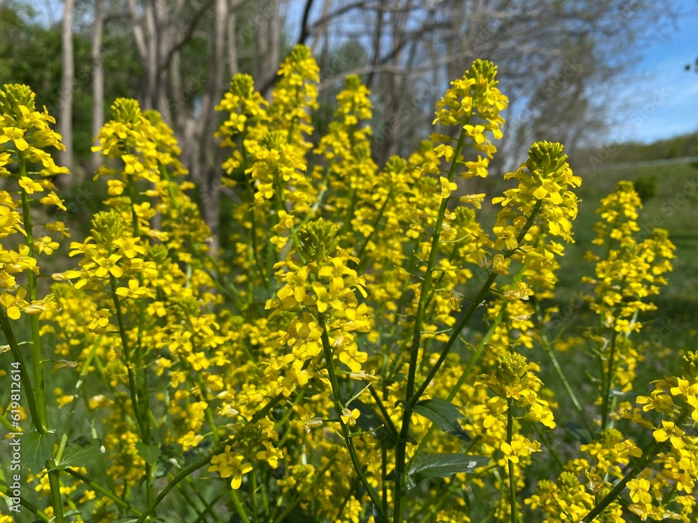 Obraz premium 菜の花