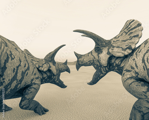 two triceratops are calling the others in the desert on the afternoon close up rear view