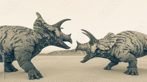 triceratops are facing each other before the fighting in the desert