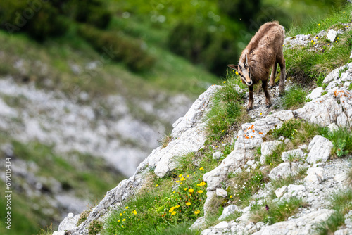 The Tatra Chamois  Rupicapra rupicapra tatrica. A chamois in its natural habitat during the transition from winter to summer fur. The Tatra Mountains  Slovakia.