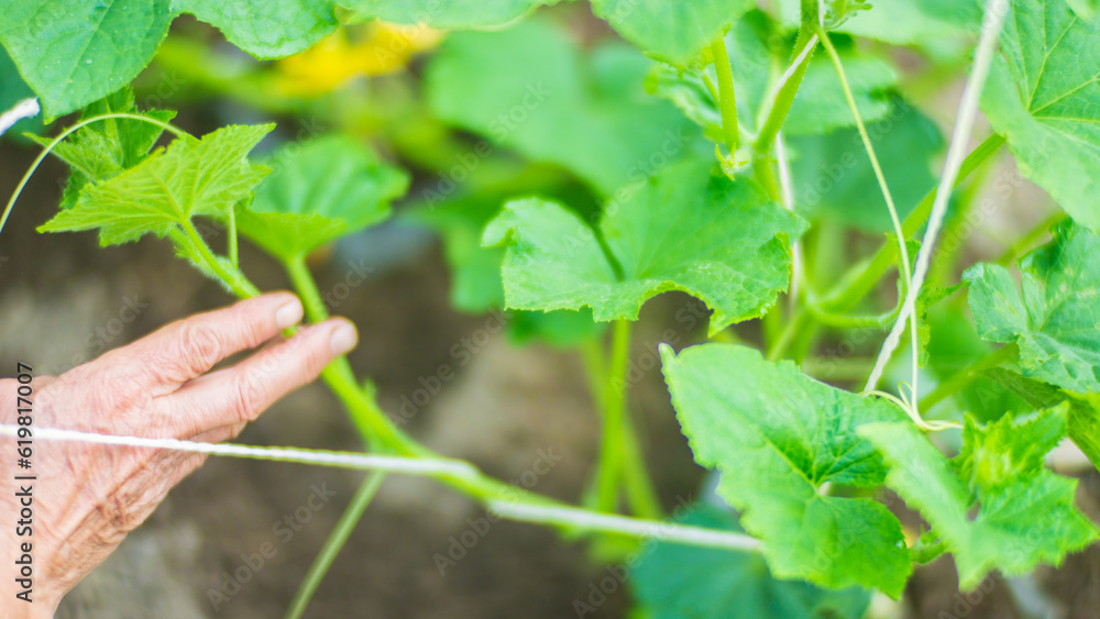 The farmer ties up the plants in the vegetable garden at the farm. Horticulture and plantation concept. Agricultural plants growing in garden beds