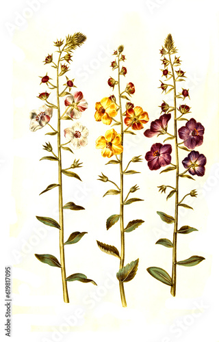 Schaben-Königskerze, Verbascum blattaria, auch Schabenkraut, Violette Königskerze Verbascum phoeniceum, auch Phönizische Königskerze oder Purpur-Königskerze photo